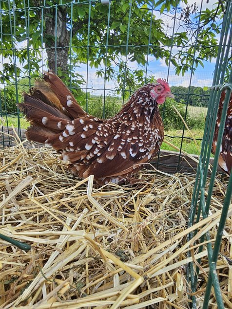 Sabelpoot rouge et rouge caillouté blanc