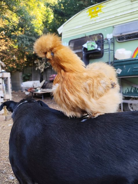 Soie/Silkie Frisés œufs bleu