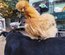 Soie/Silkie Frisés œufs bleu