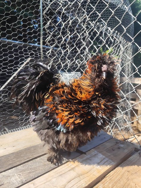 Soie/Silkie Frisés œufs bleu