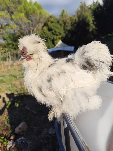 Soie/Silkie Frisés œufs bleu