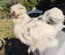 Soie/Silkie Frisés œufs bleu