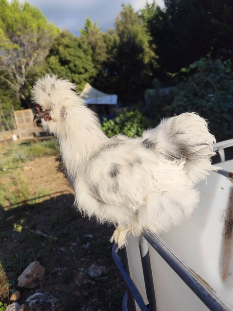 Soie/Silkie Frisés œufs bleu