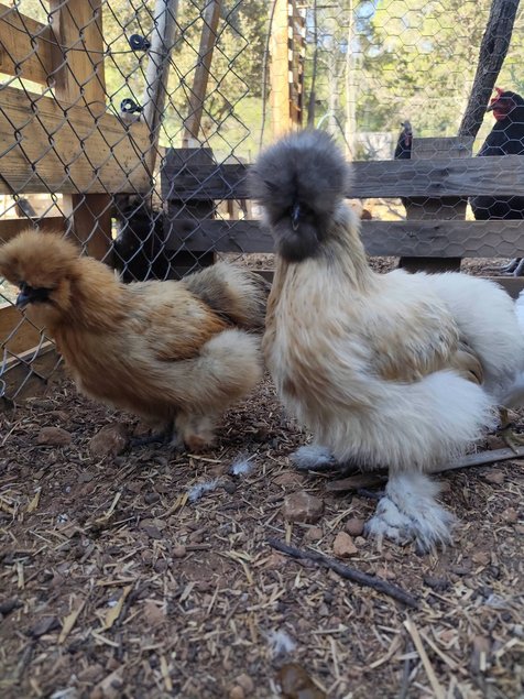 Soie/Silkie Frisés œufs bleu