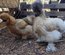 Soie/Silkie Frisés œufs bleu