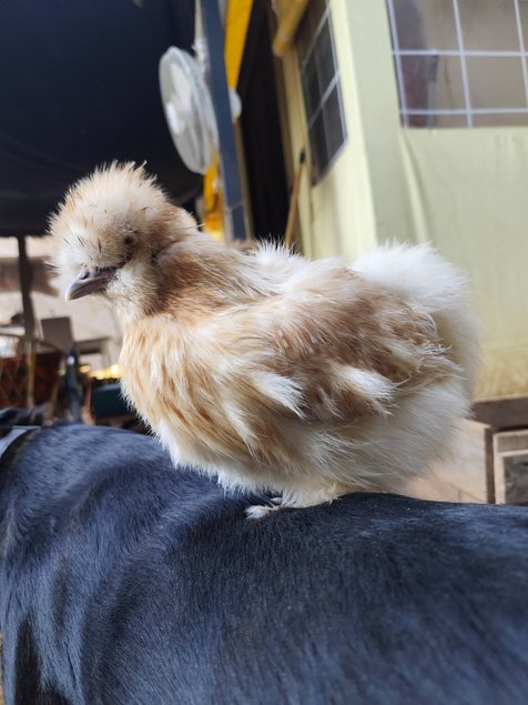 Soie/Silkie Frisés œufs bleu