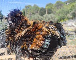 Soie/Silkie Frisés œufs bleu