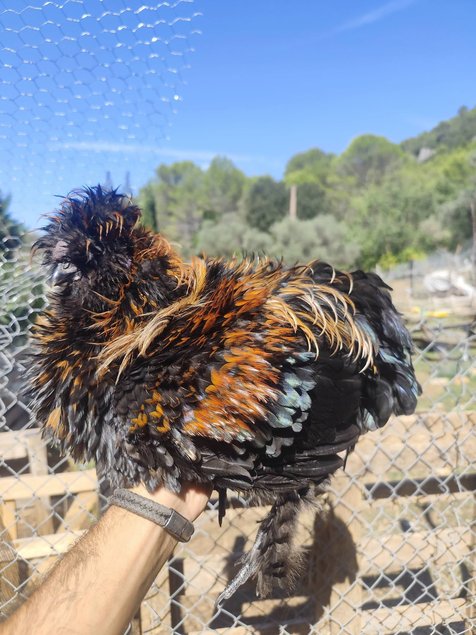 Soie/Silkie Frisés œufs bleu
