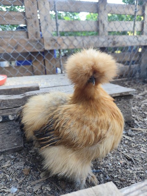 Soie/Silkie Frisés œufs bleu