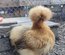 Soie/Silkie Frisés œufs bleu