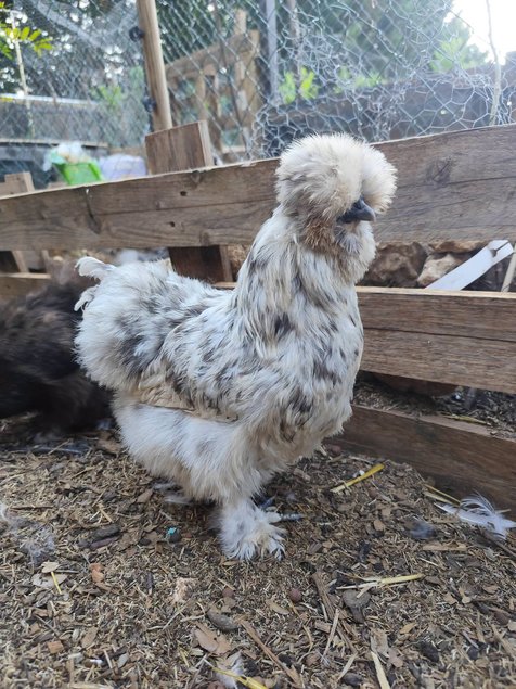 Soie/Silkie Frisés œufs bleu