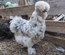 Soie/Silkie Frisés œufs bleu
