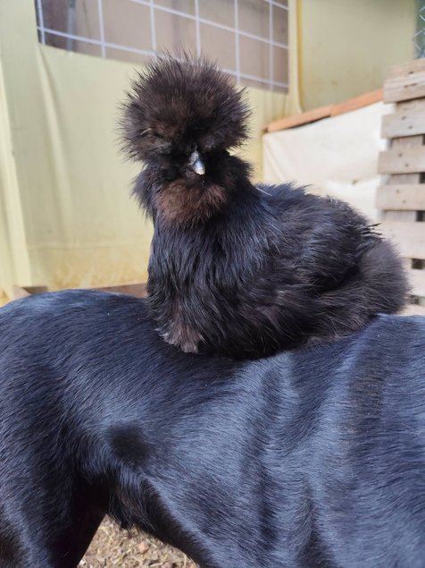 Soie/Silkie Frisés œufs bleu