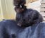 Soie/Silkie Frisés œufs bleu