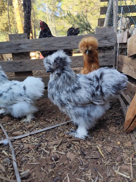 Soie/Silkie Frisés œufs bleu