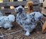 Soie/Silkie Frisés œufs bleu