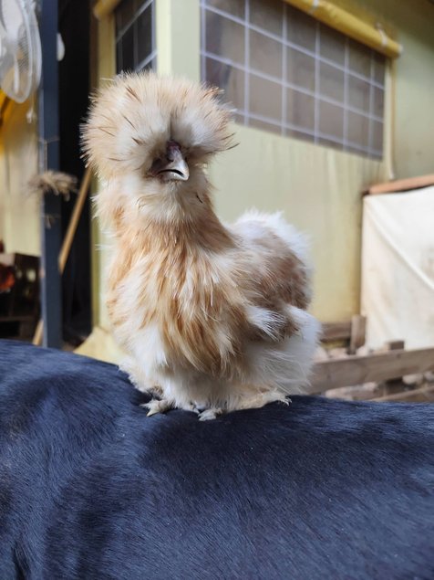 Soie/Silkie Frisés œufs bleu