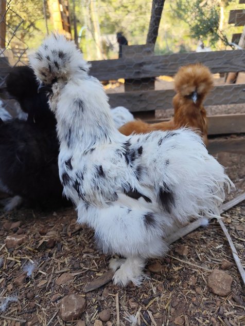 Soie/Silkie Frisés œufs bleu