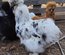 Soie/Silkie Frisés œufs bleu