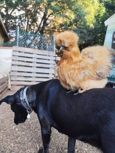 Soie/Silkie Frisés œufs bleu