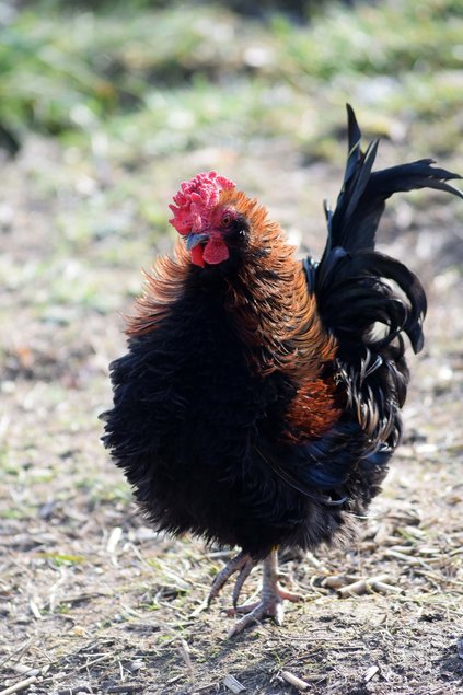 Oeufs fécondés d'Automne - Barbus belges - Chabo - Pekin - Croisements