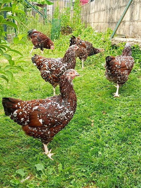oeufs de plusieurs parcs séparés :  MARANS/ BRAHMA / CROISEMENT  OLIVETTE/ LEGHORN/SUSSEX TRICOLORE