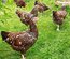 oeufs de plusieurs parcs séparés :  MARANS/ BRAHMA / CROISEMENT  OLIVETTE/ LEGHORN/SUSSEX TRICOLORE