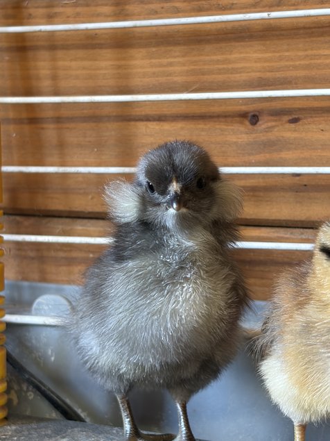 Araucana Oeufs fécondés