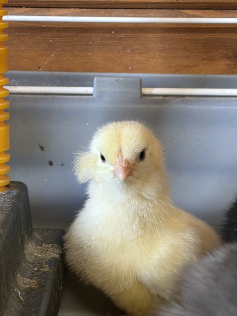 Araucana Oeufs fécondés
