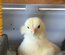 Araucana Oeufs fécondés
