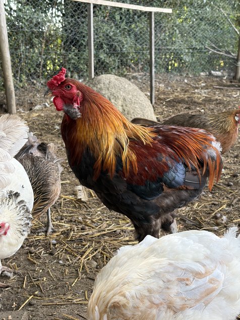 Araucana Oeufs fécondés