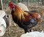 Araucana Oeufs fécondés