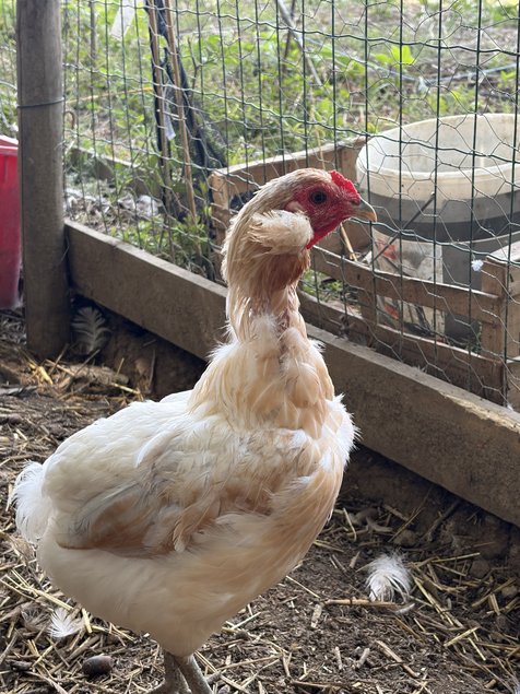 Araucana Oeufs fécondés