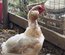 Araucana Oeufs fécondés