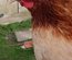 Marans Froment GR