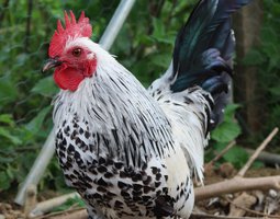 Sabelpoot porcelaine argenté