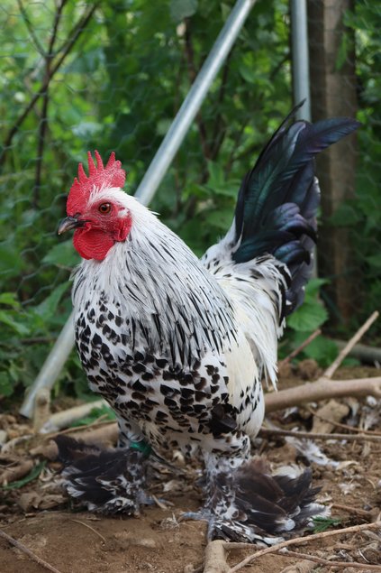 Sabelpoot porcelaine argenté