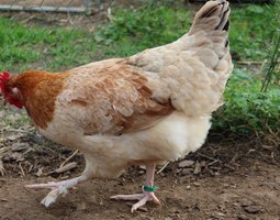 Marans Froment GR