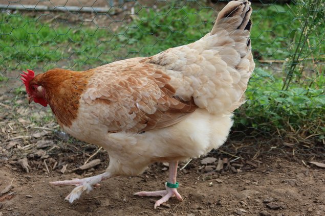 Marans Froment GR