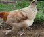 Marans Froment GR