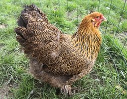 Brahma perdrix doré 🇺🇸