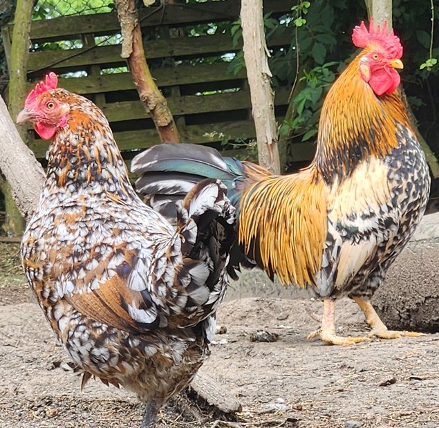 Poule de Barbarie