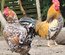 Poule de Barbarie