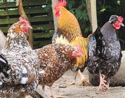Poule de Barbarie