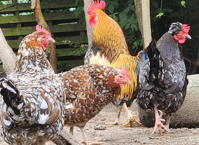 Poule de Barbarie