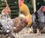 Poule de Barbarie