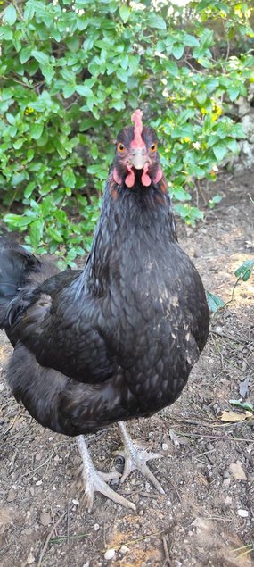 Olive Dongxiang x Marans GR