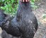 Olive Dongxiang x Marans GR