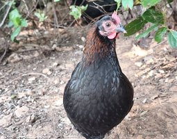 Olive Dongxiang x Marans naine