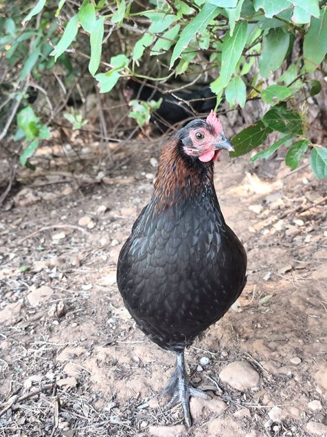 Olive Dongxiang x Marans naine